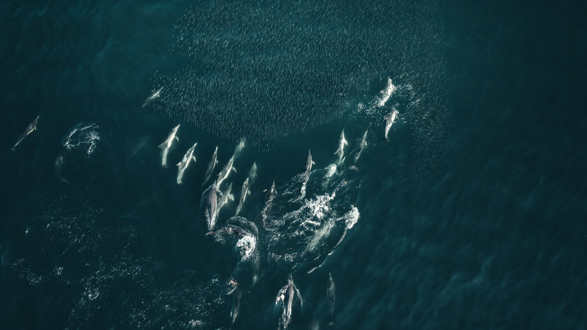 underwater-cinematographer-sam-nuttmann-seattle-south-africa-sardine-run